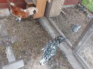 Grajewo ogłoszenia: Sprzedam parę czubatek i parę kochinków miniaturowych.  Mogę... - zdjęcie