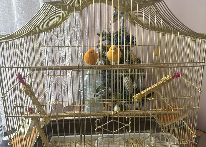 Grajewo ogłoszenia: Sprzedam kanarki samca i samiczkę w symbolicznej cenie z całym...